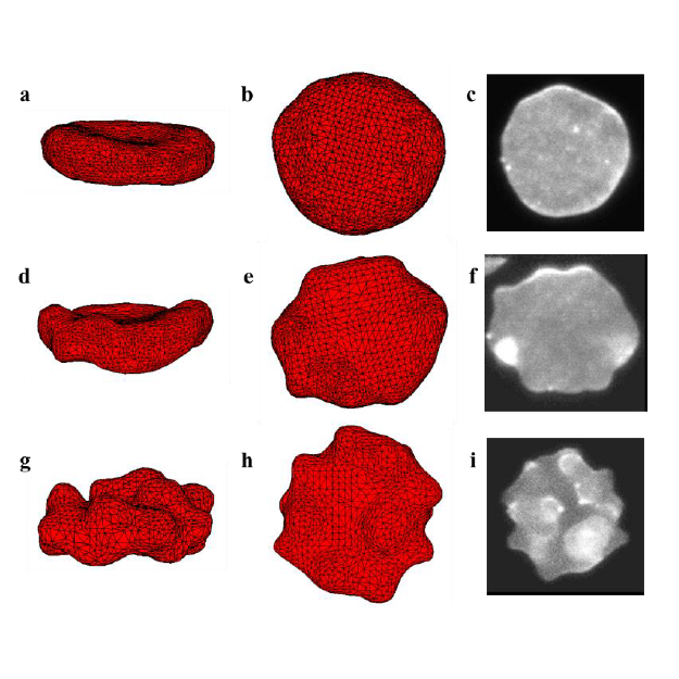 Preparation of human Red Blood Cells for confocal imaging