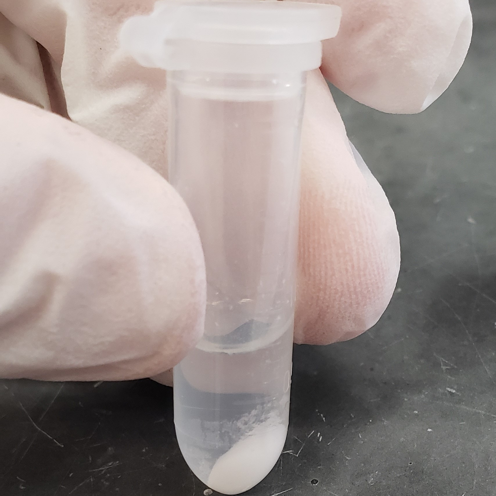 E. coli K12 DNA Extraction