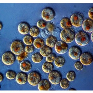 , University of California, Riverside