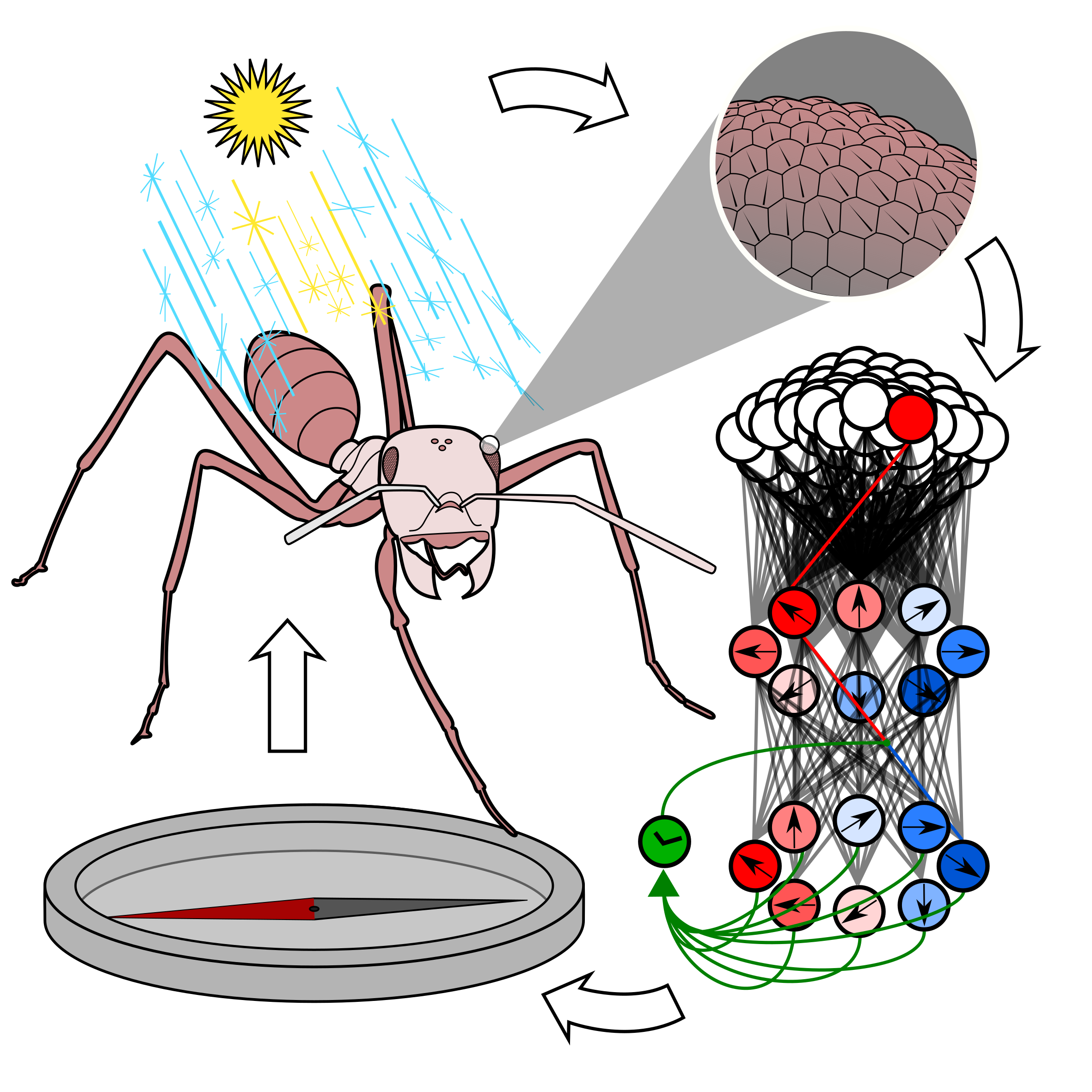 Bug Vision Example Insect Vision 1.0.1
