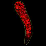 Measurement of Symbiodiniaceae cell density in Exaiptasia pallida tentacles