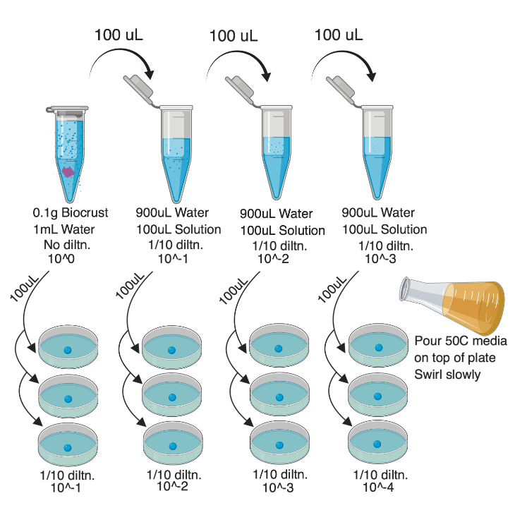 Cultivating Melanized Fungi from Biological Soil Crust and Rock Surfaces