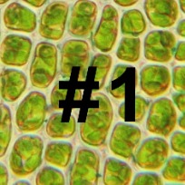 RNA Isolation from Plant Tissue Protocol 1: Qiagen RNeasy Plant Mini Kit