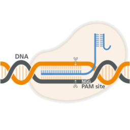 CRISPR-Cas9 Genome Editing in Human Primary T Cells