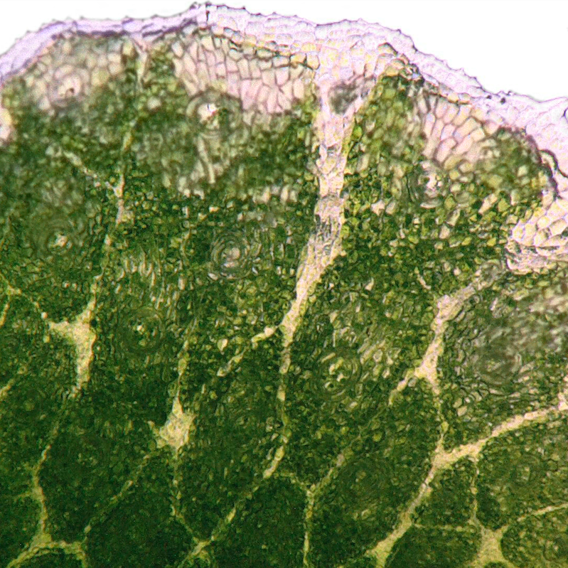Marchantia chloroplast transformation