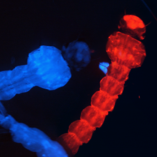 Transposase injection mix protocol