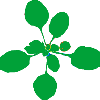 Progeny test for generating single copy homozygous transgenic lines in Arabidopsis thaliana.