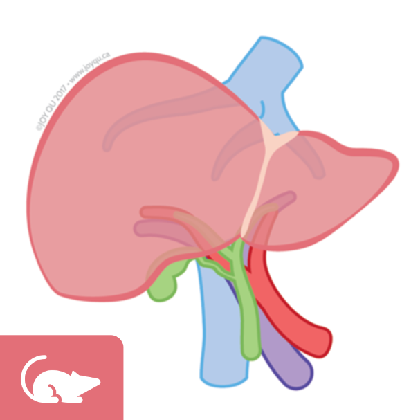 Mouse 2- Step Collagenase Liver Perfusion protocol 