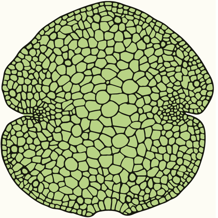 Marchantia protoplast