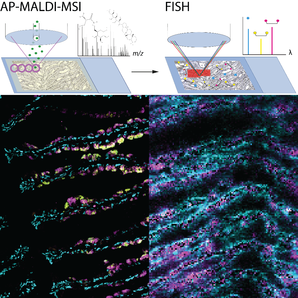 Spatial metabolomics of in situ, host-microbe interactions (practical ...