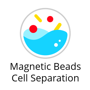 Magnetic Beads Cell Separation