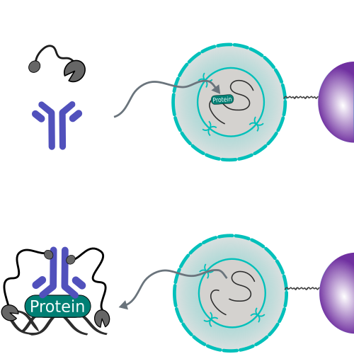 Bench top CUT&RUN with antibodies-online™ CUT&RUN Sets