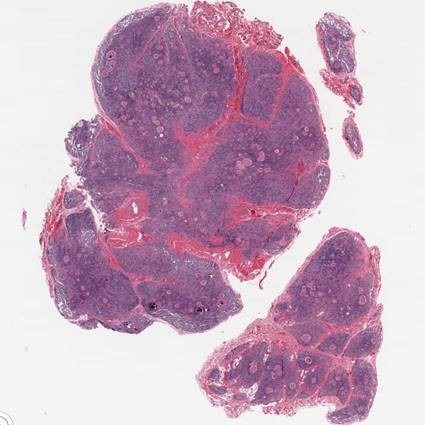 UF / HuBMAP - H&E Staining Process 