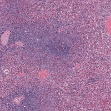 HuBMAP Tissue Sectioning for FFPE Specimens