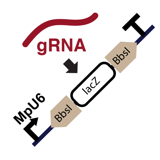 gRNA design and cloning with BbsI into Loop plasmid L1_lacZgRNA-Ck2/3