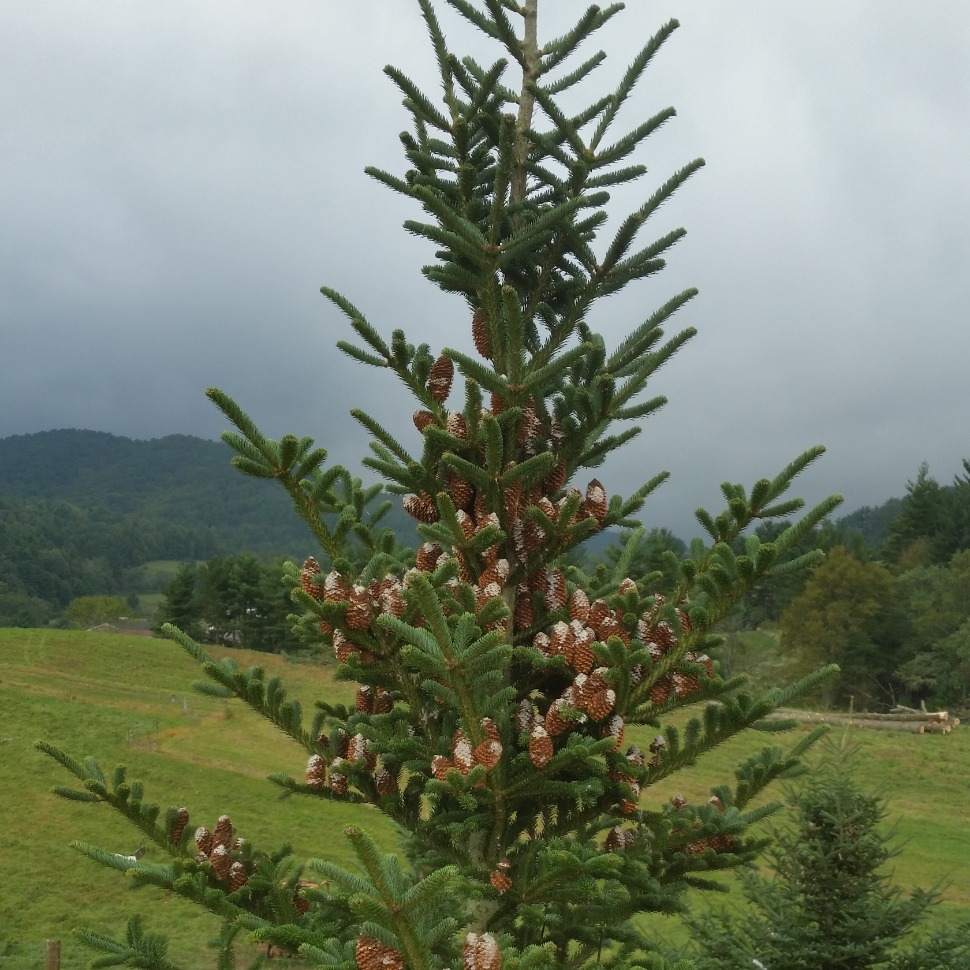 EASY AND INEXPENSIVE NUCLEIC ACID EXTRACTION PROTOCOL FOR RECALCITRANT SPECIES  