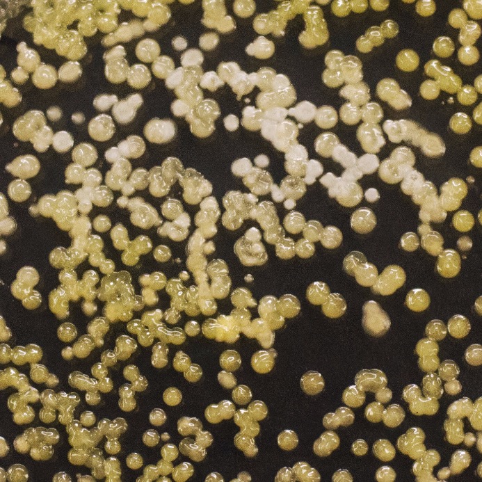 CRISPR/Cas9 based knockout generation in Aurantiochytrium limacinum (ATCC MYA-1381)