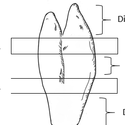 SOP Appendix for Thymus 