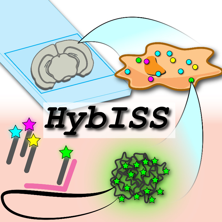 HybISS: Hybridization-based In Situ Sequencing