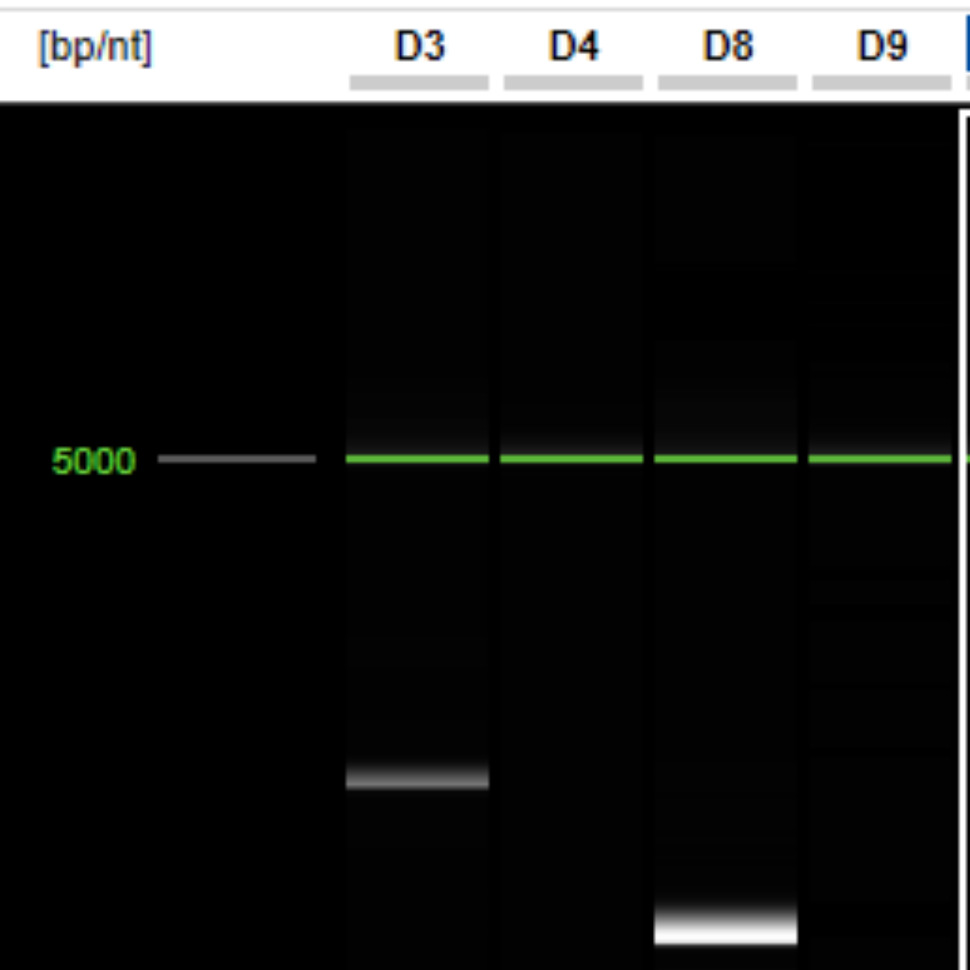 Severe acute respiratory syndrome coronavirus 2 (SARS-CoV-2) RdRp nested RT-PCR