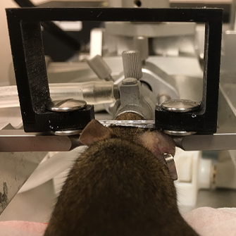 Headbar implantation 