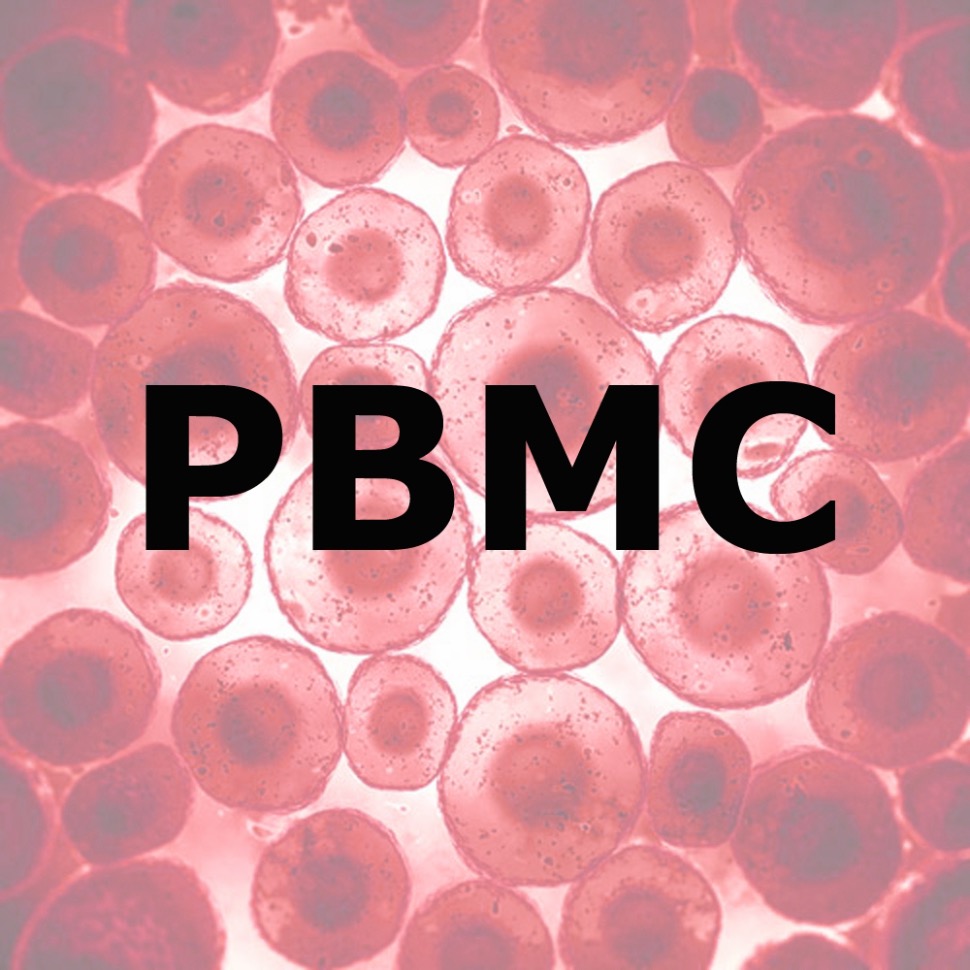 Separation and purification of human PBMC from BUFFY COAT