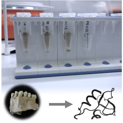 Icon representing the file SP3 (Single-Pot, Solid-Phase, Sample-Preperation) Protein Extraction for Dental Calculus