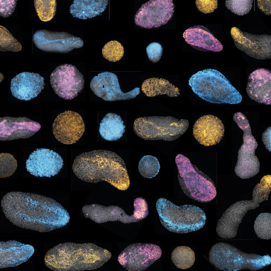 Protocol to immunostain Gastruloids (LSCB, EPFL)