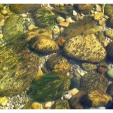 River biofilms sampling for both downstream DNA analysis  and microscopic counts