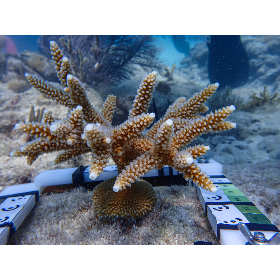 Image capture for 3D photogrammetry of stony corals V.2 