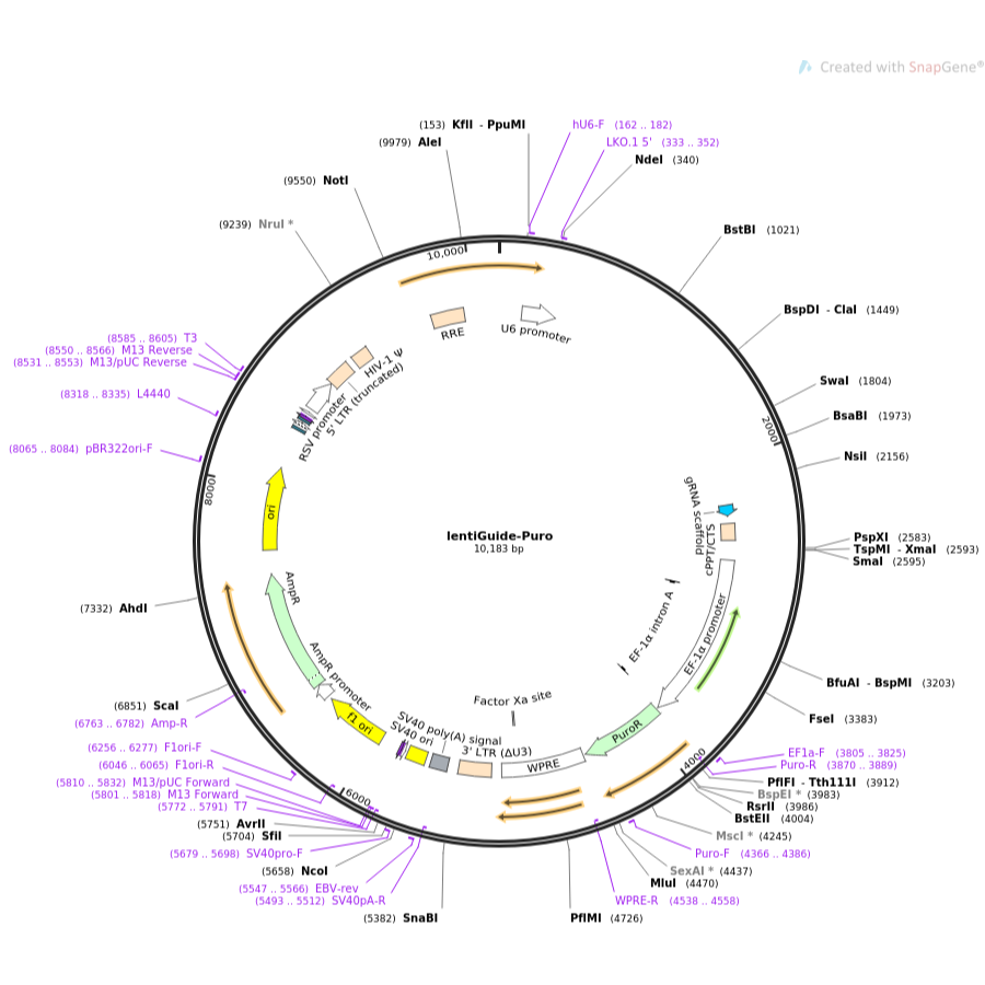 Target Guide Sequence Cloning Protocol