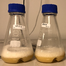 Protein expression in Komagataella phaffii (formerly Pichia pastoris)
