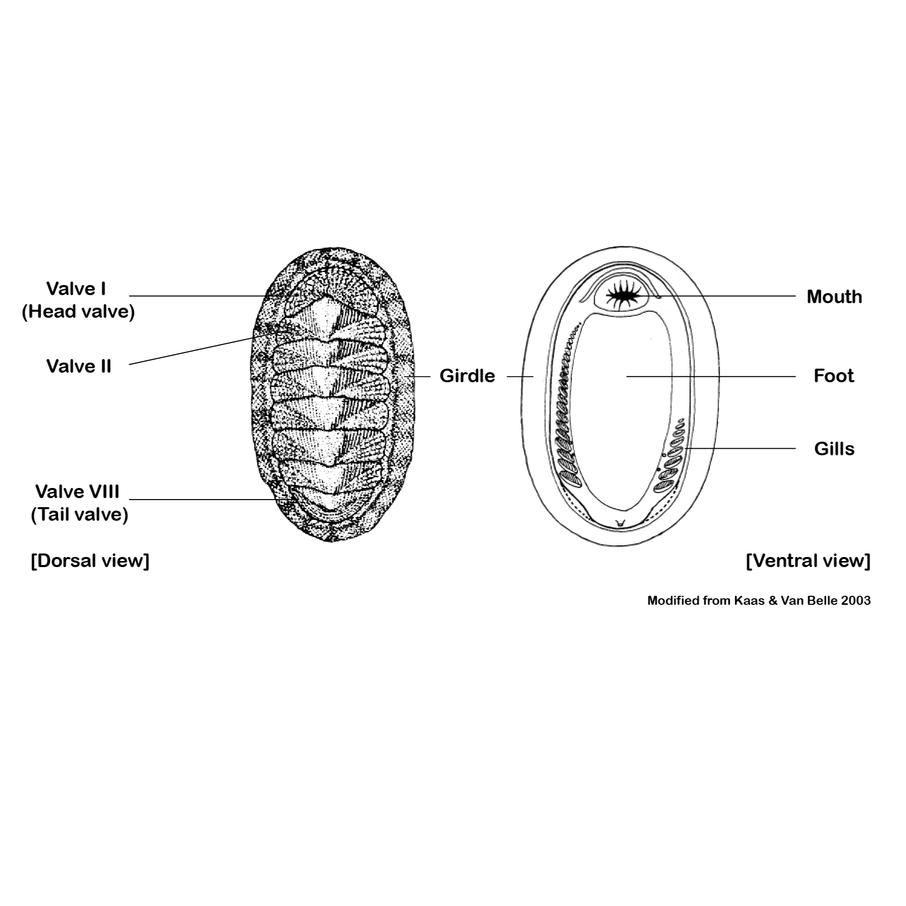 [Senckenberg Ocean Species Protocol] How to process chitons (Mollusca ...