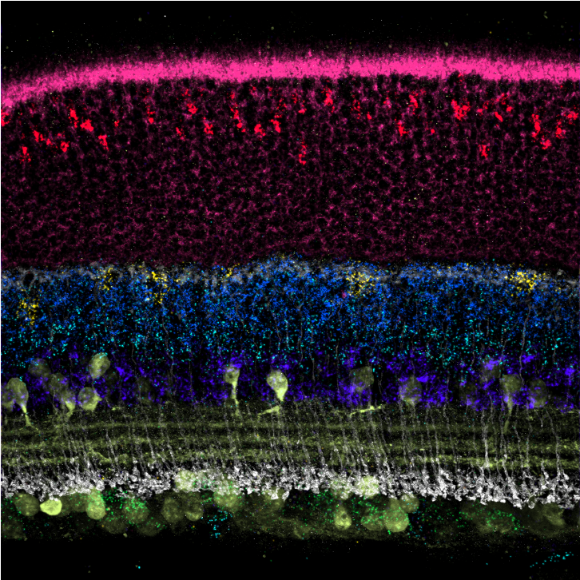 SABER-FISH – Signal amplification for multiplexed fluorescence in situ hybridization assays