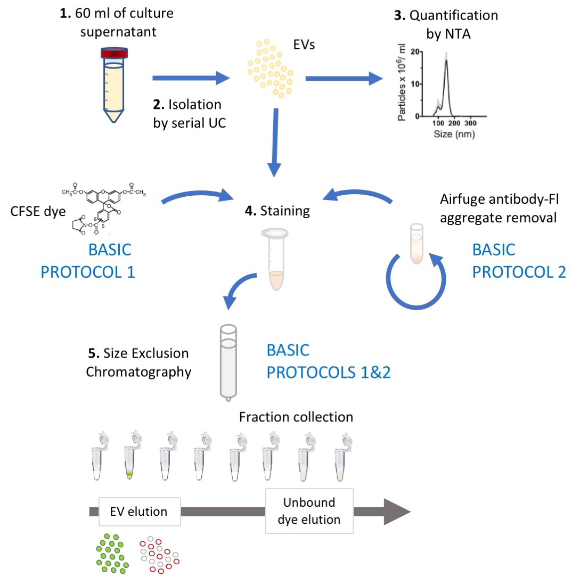 Detection and Sorting of Extracellular Vesicles and Viruses using nanoFACS