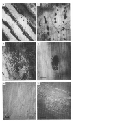 Visualisation of bacteria around roots