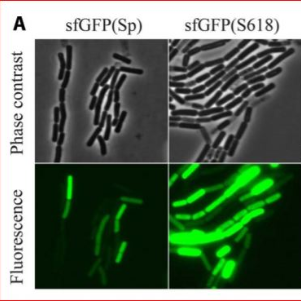 Fluorescent labeling Bacillus mycoides