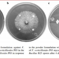 Granulate formulation protocol