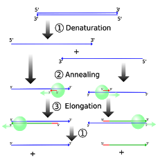 Protocol  PCR Wet Lab 