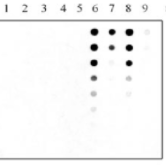 NLP screening (dot blot)