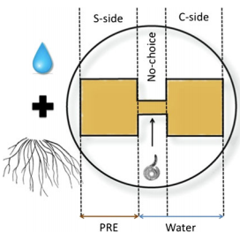Soil Bioassay