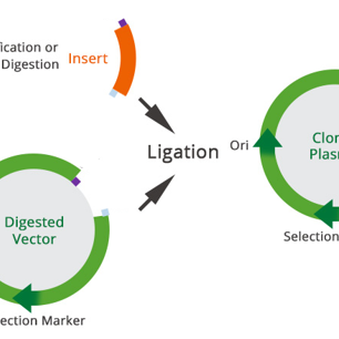 Cloning of Bacillus mycoides 
