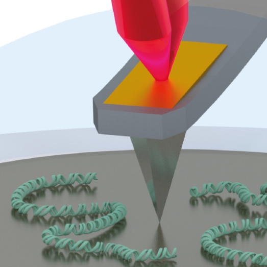 Atomic Force Microscopy of DNA and DNA-Protein Interactions
