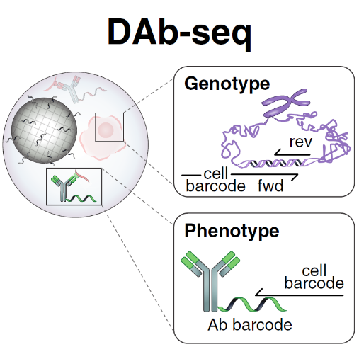 DAb-seq: Single-Cell DNA and Antibody Sequencing