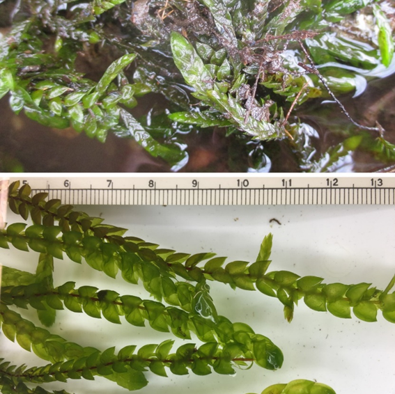 Protocols for "Draft genome of the aquatic moss Fontinalis antipyretica (Fontinalaceae, Bryophyta)"