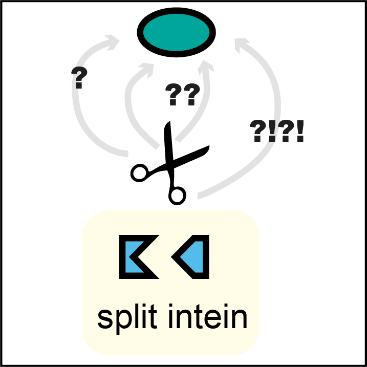 Intein-assisted Bisection Mapping (IBM)
