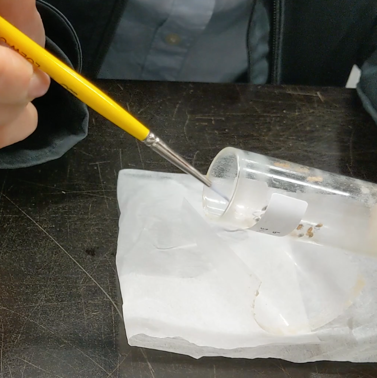 Video protocol for sorting Drosophila pupae