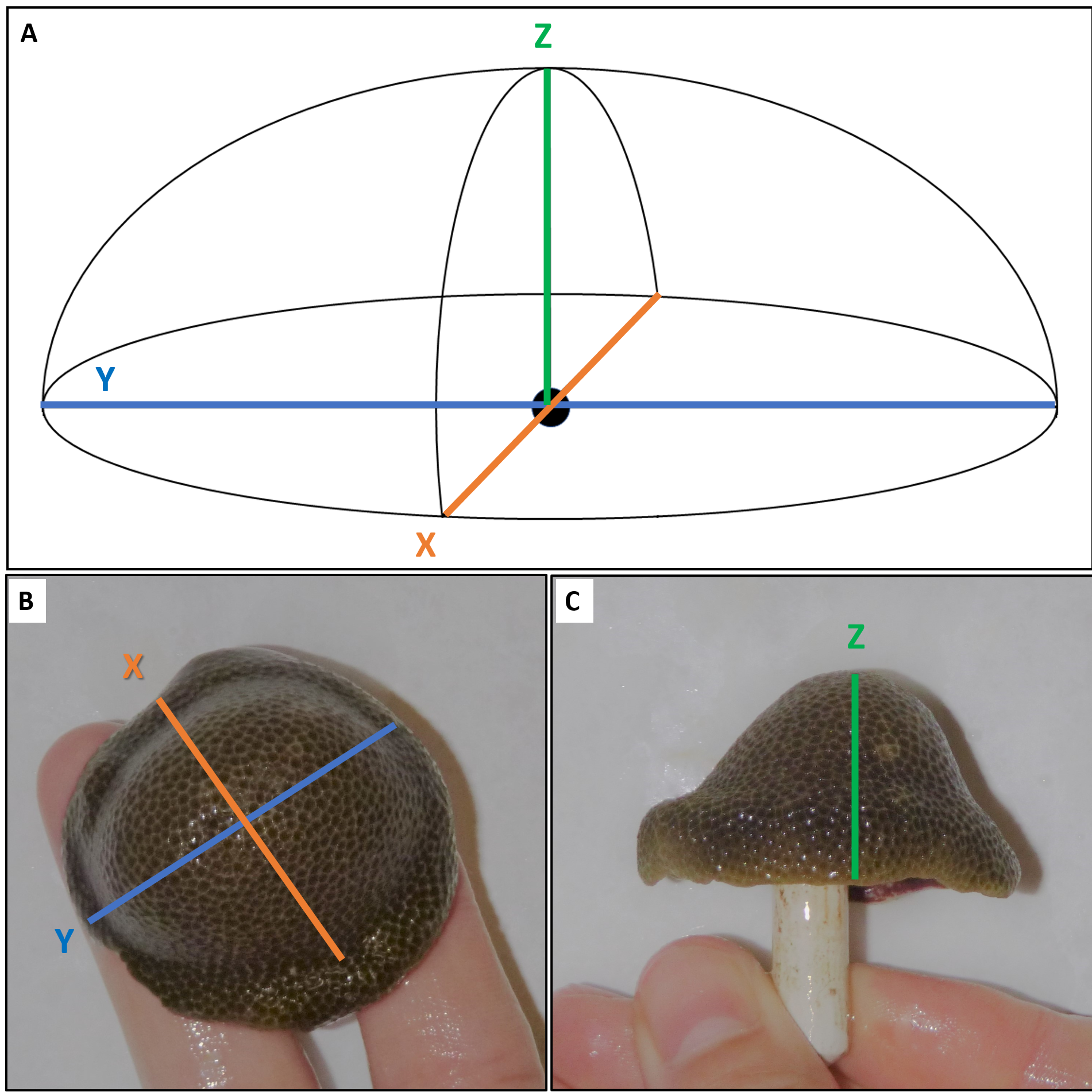 Icon representing the file Geometric Method for Estimating Coral Surface Area Using Image Analysis