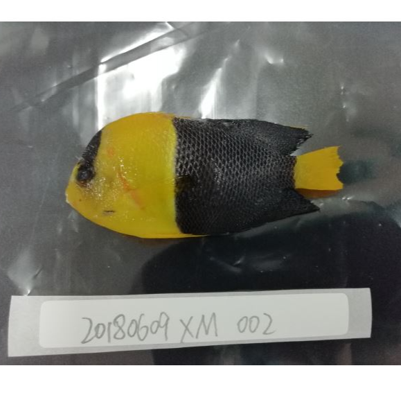 Protocols for "Bicolor Angelfish (Centropyge bicolor) genome provided first chromosome-level reference of Pomacanthidae family and clues for bi-color body formation"