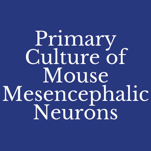 Icon representing the file Primary Culture of Mouse Mesencephalic Neurons